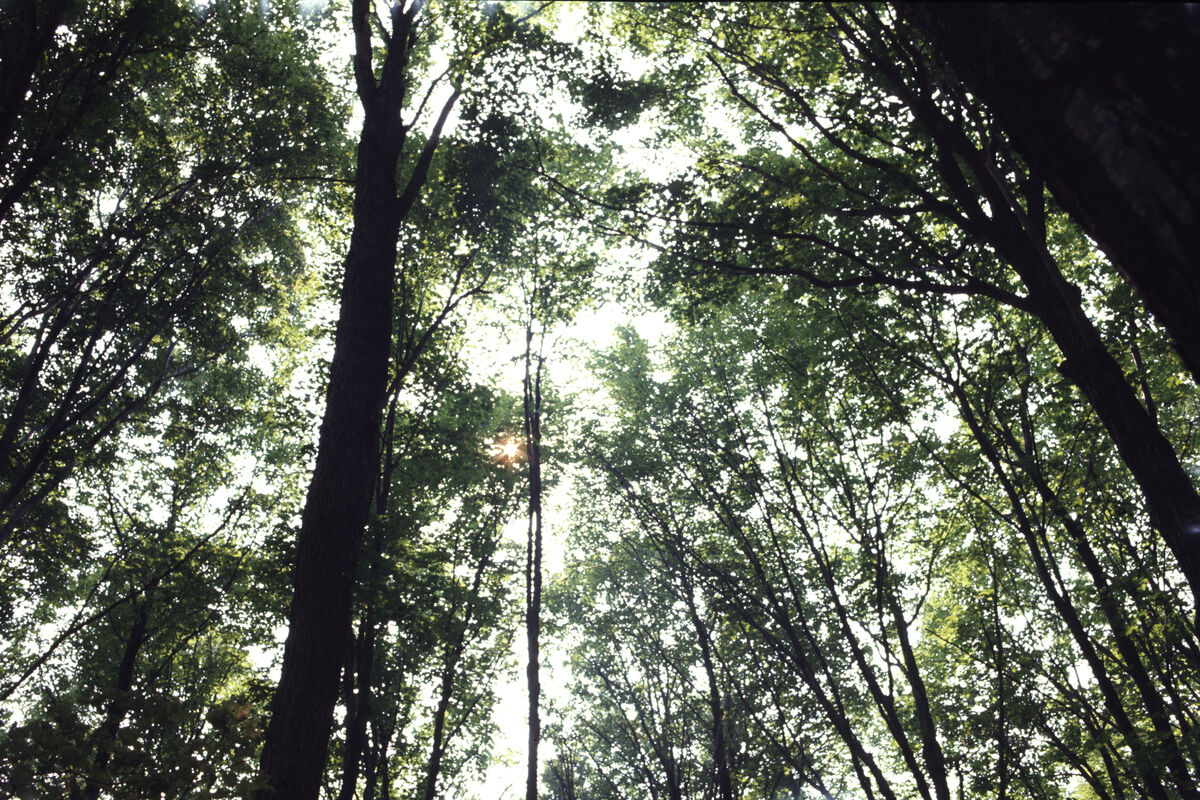 The woods near Lewiston, Michigan - July 1970 - Mi...