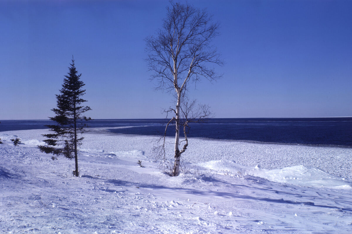 Trees on the shore of Lake Superior near Houghton,...