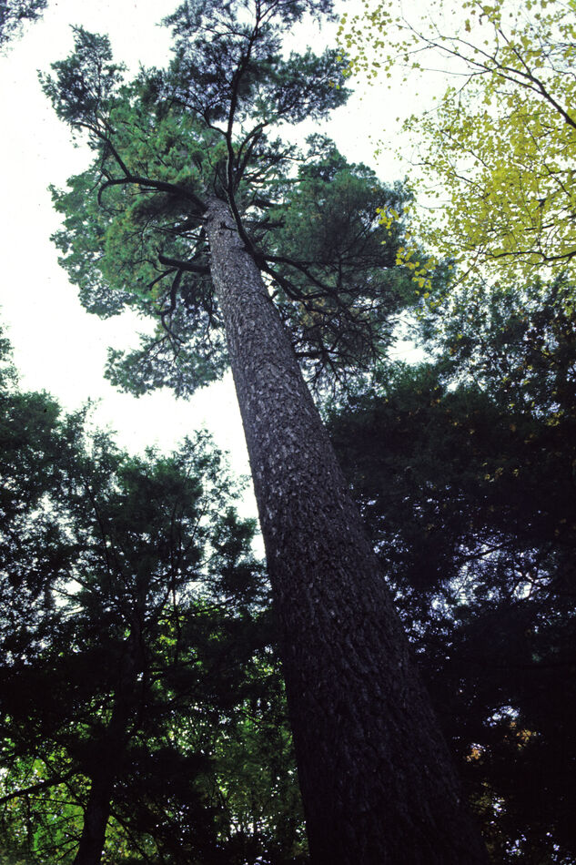 Monarch Pine in Hartwick Pines State Park near Gra...