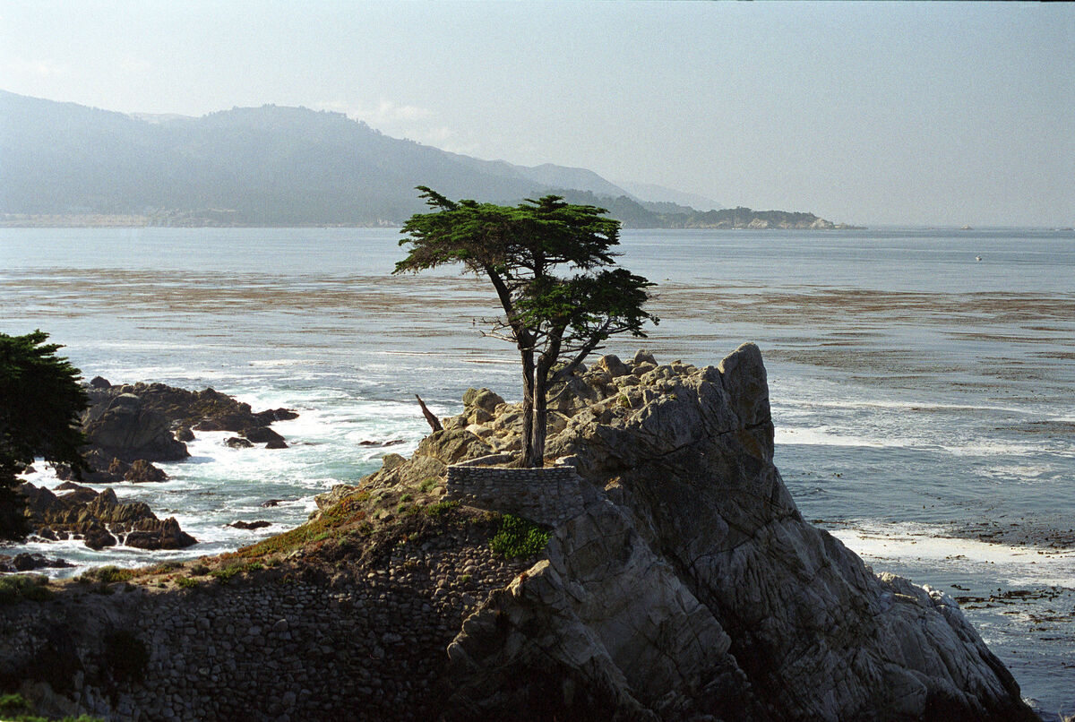 Lone Cypress Tree on Monterey Peninsula near Pebbl...