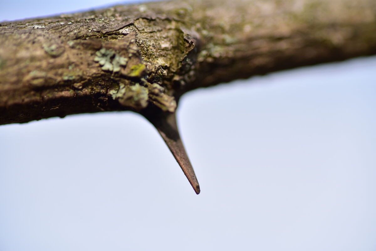 Thorn on a Locust tree...