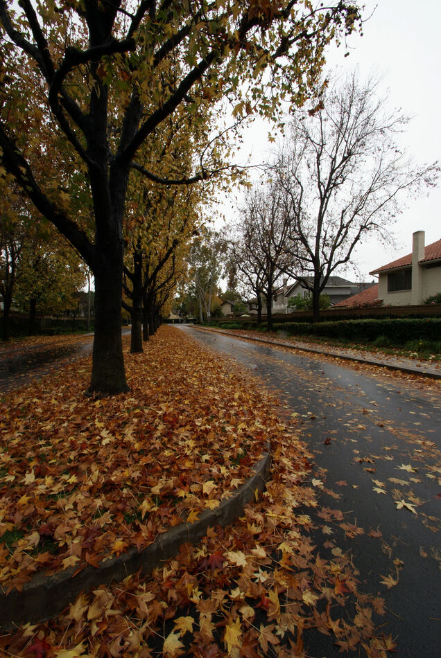 Fall colors in Irvine, California - December 2010 ...