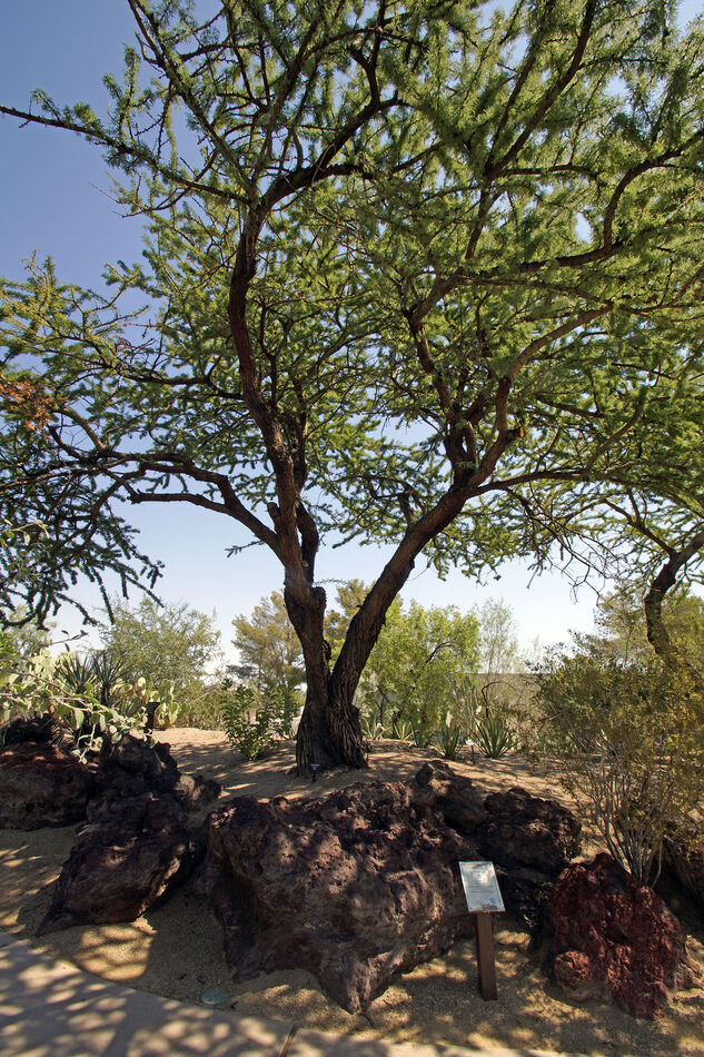 Twisted Acacia Tree near Henderson, Nevada - Septe...