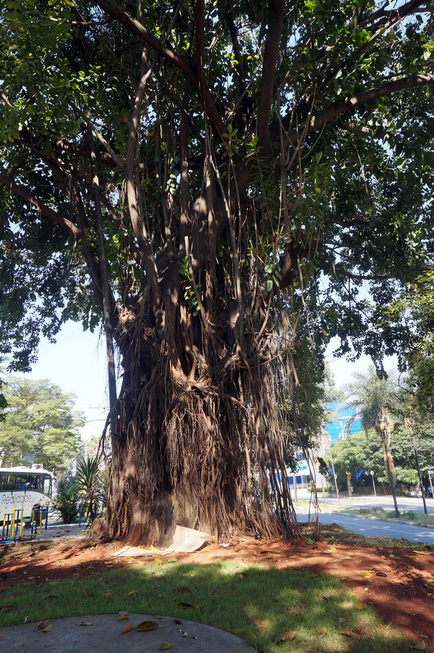 Banyan Tree in Sao Paulo, Brazil - July 2015 - Son...
