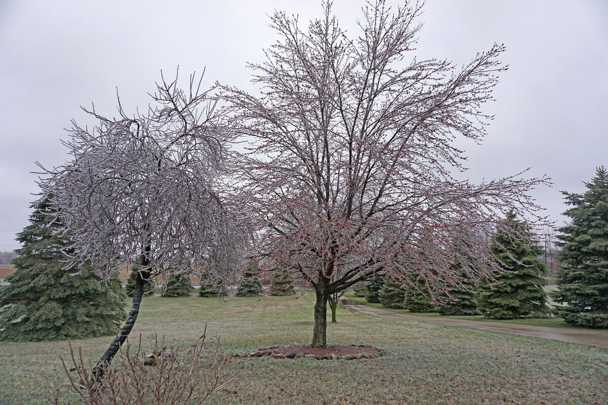 Ice covered tree near Adrian, Michigan - April 201...
