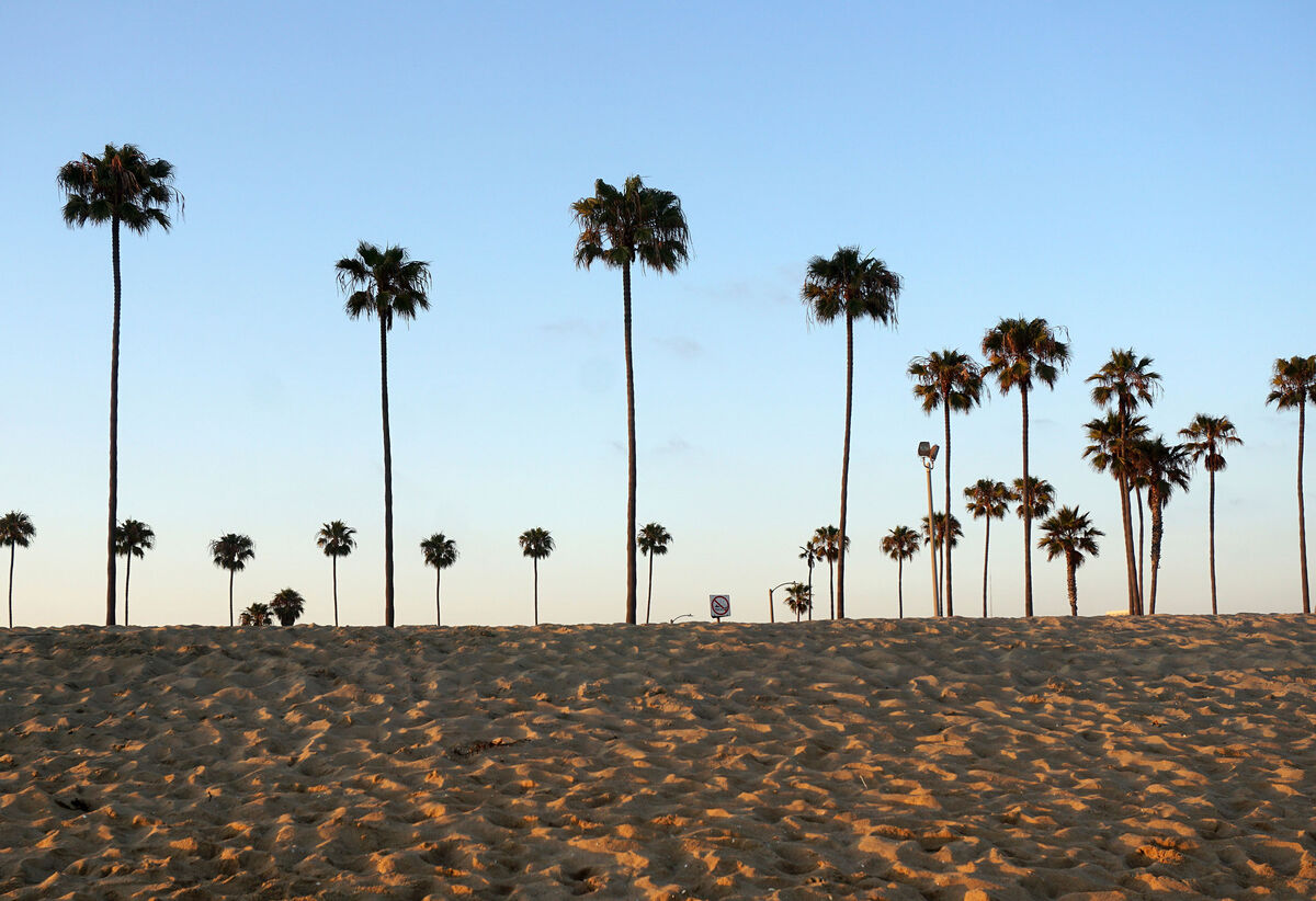 Palm Trees at Balboa Beach near Newport Beach, Cal...