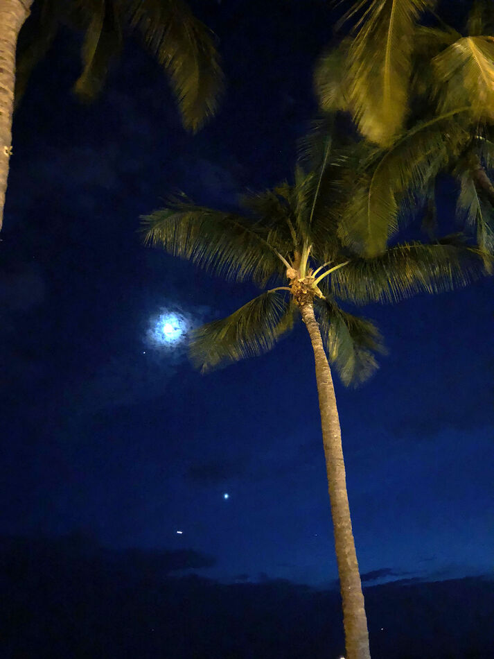 Palm Tree over Waikiki Beach in Honolulu, Oahu, Ha...