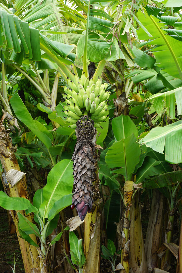A Banana Trees in Waikapu, Maui, Hawaii - Septembe...