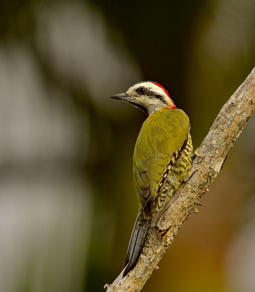 Cuban Green Woodpecker...