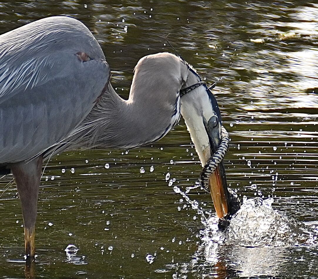 GBH pounds the snake on the water to get it loose...