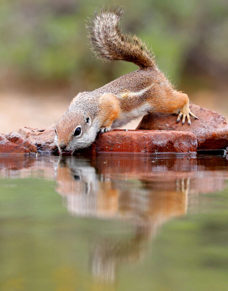 Harris's antelope ground squirrel...