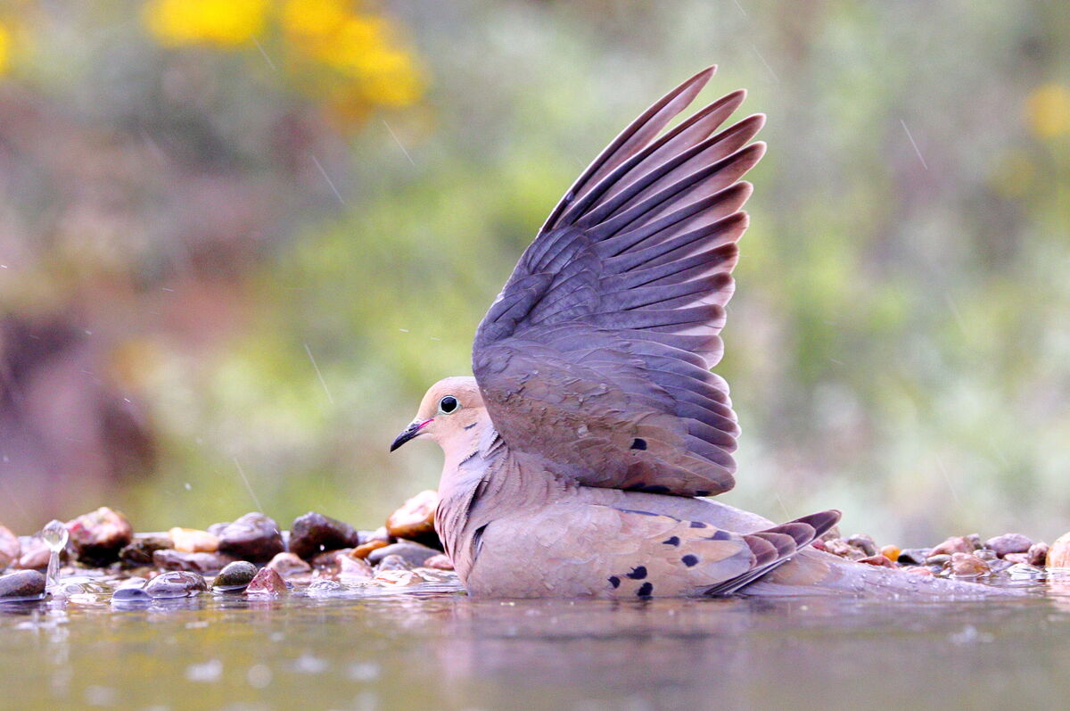 mourning dove...