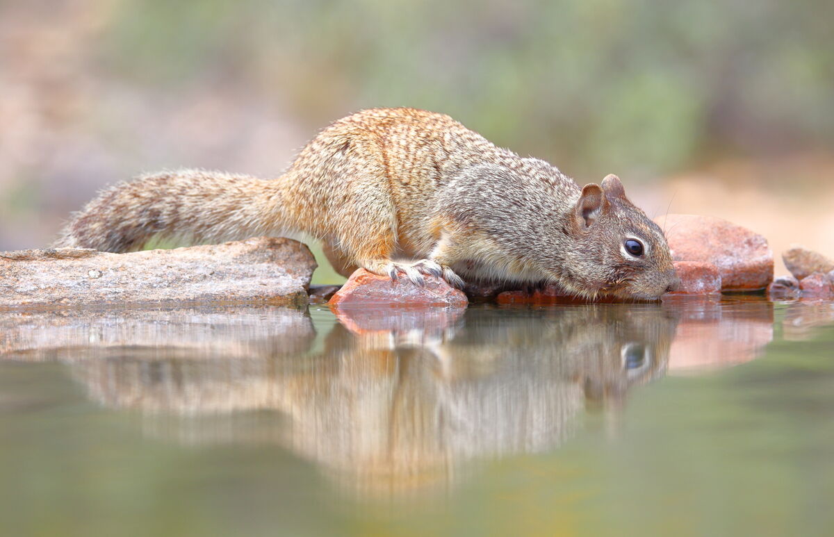 rock squirrel...