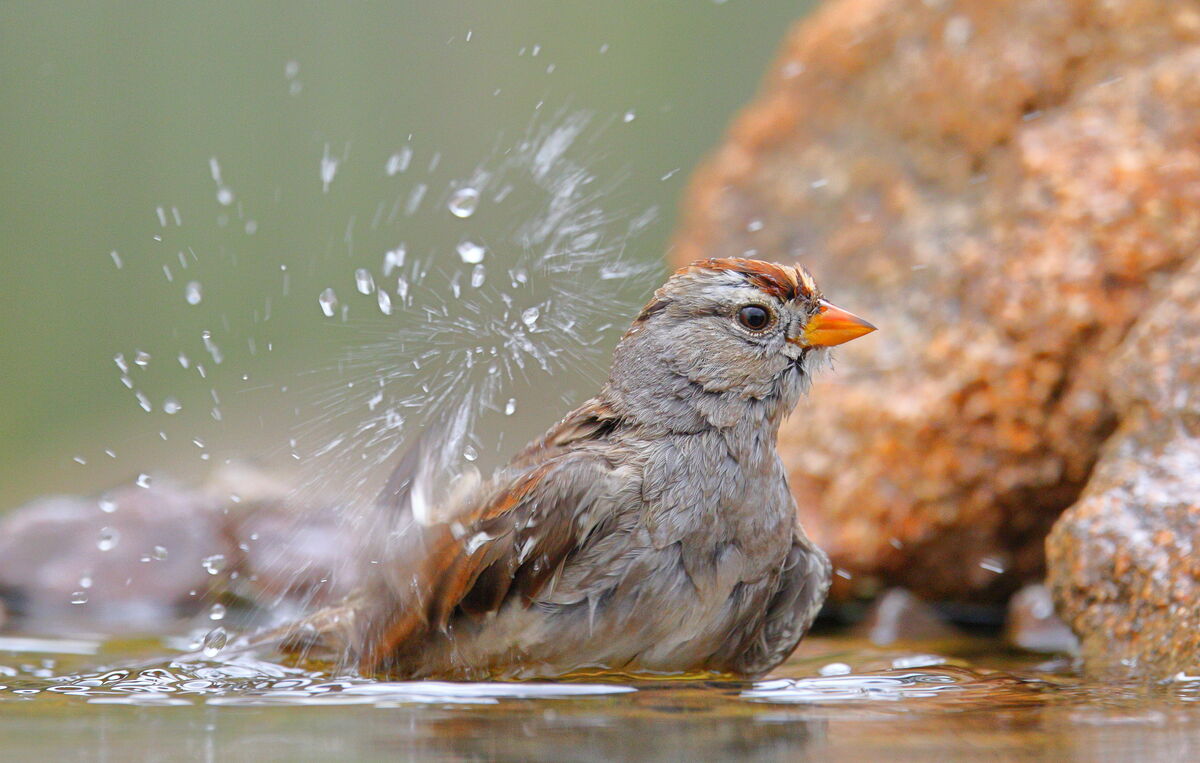 white-crowned sparrow...