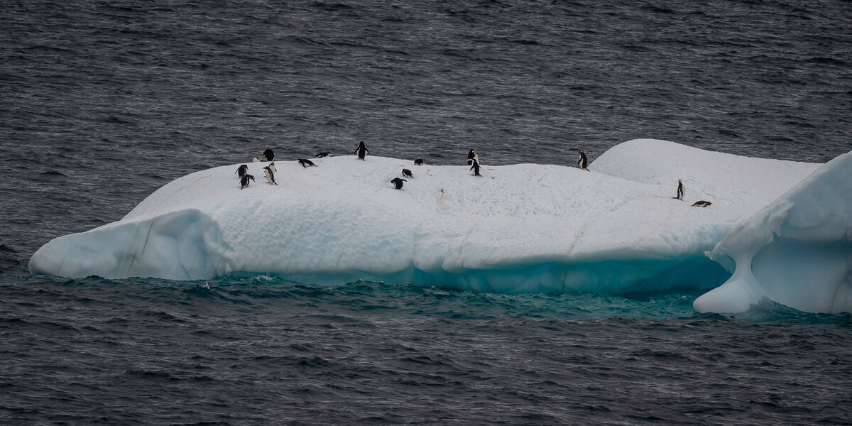 Gentoo penguins on ice floe....