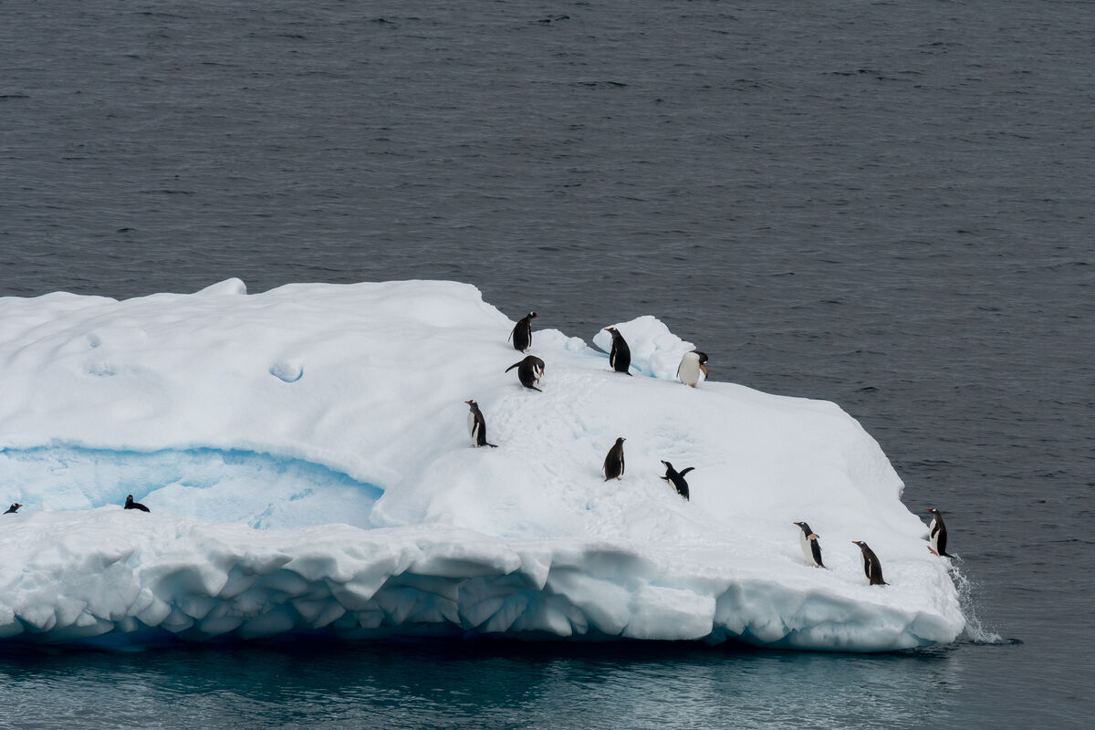 Gentoo penguins clamber up on ice floe in Antarcti...