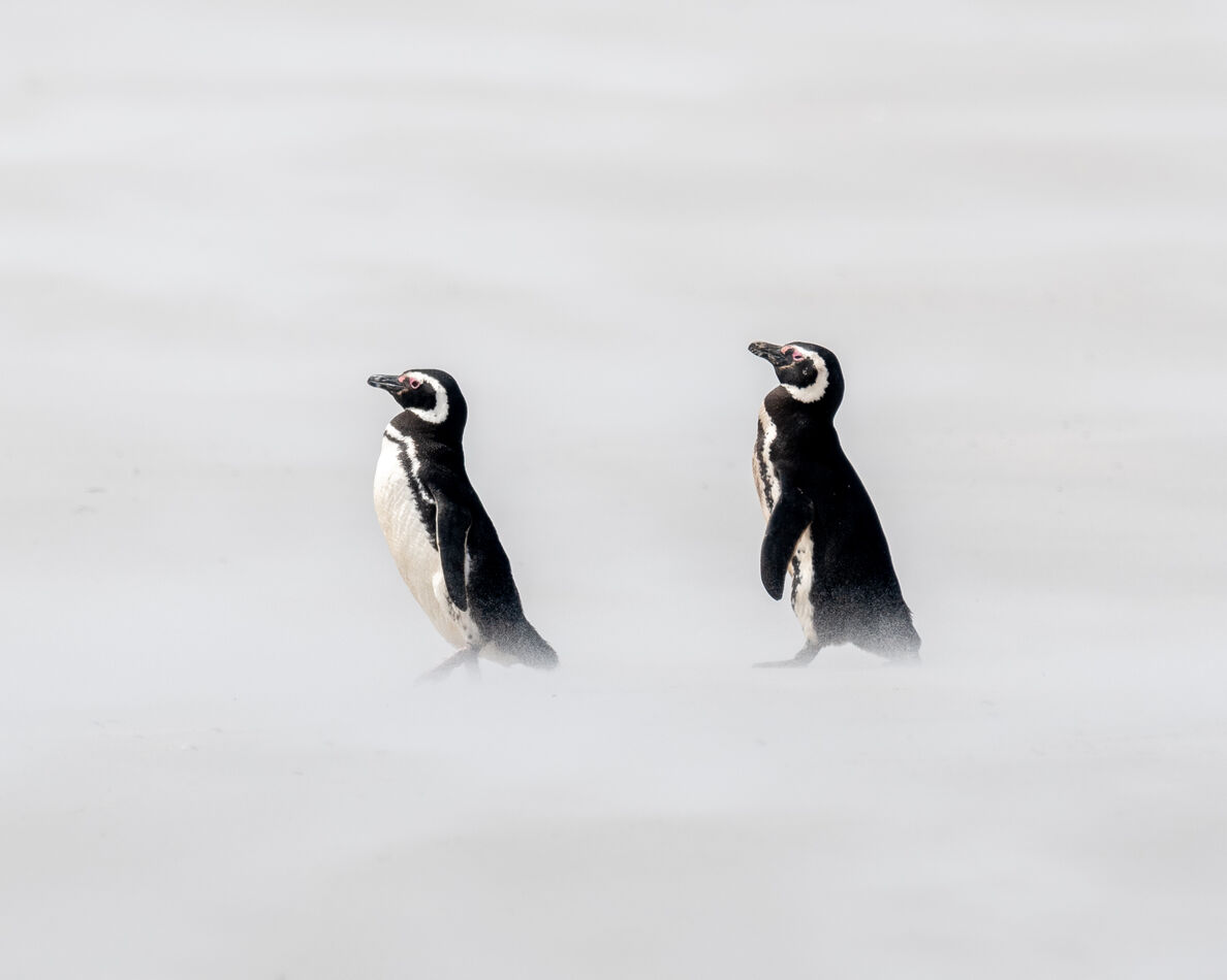 Magellanic penguins marching along the surfline....