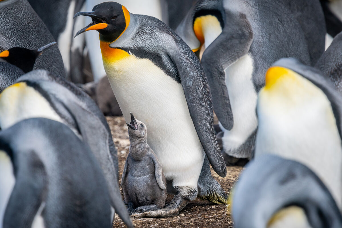 King Penguins in large colony, including chick....