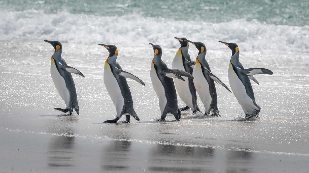 Troop of King penguins....