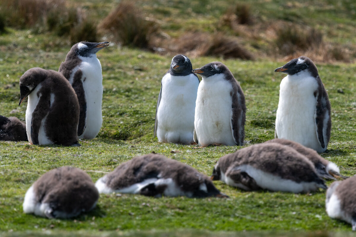 Juvenile Gentoo penguins sunning in the grass on F...