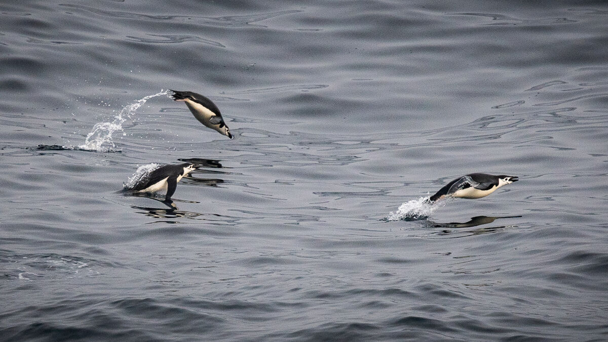 Chinstrap penguins porpoising through the sea....