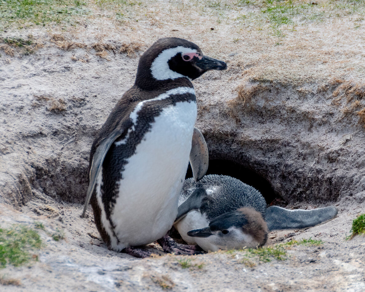 Burrowing Magellanic penguin with nestling....