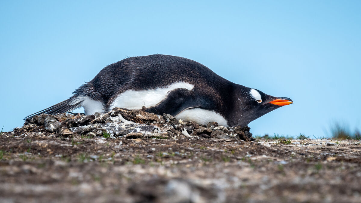 Gentoo penguin on rocky nest....