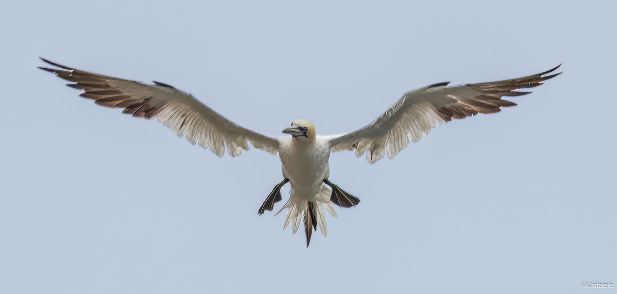 Northern Gannet. Heimaey. Iceland. Coming for land...