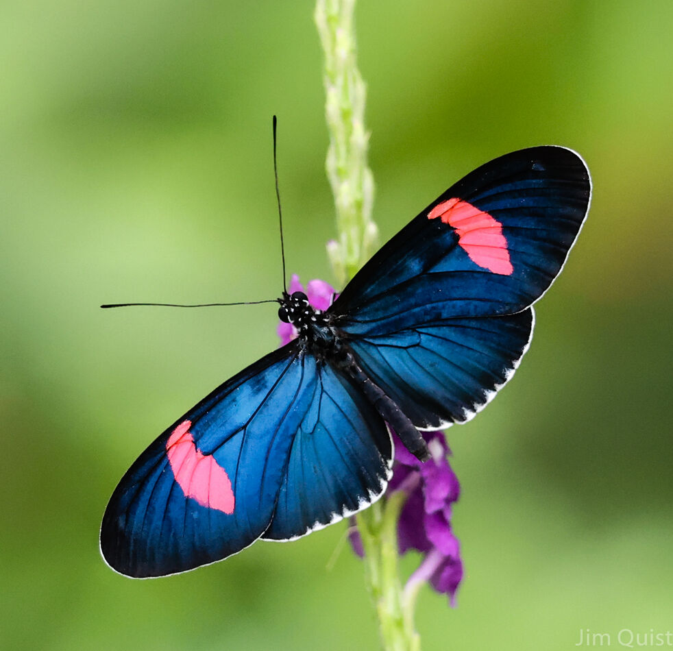 Butterfly Blue and Black wings Sophia M Sachs Butterfly House