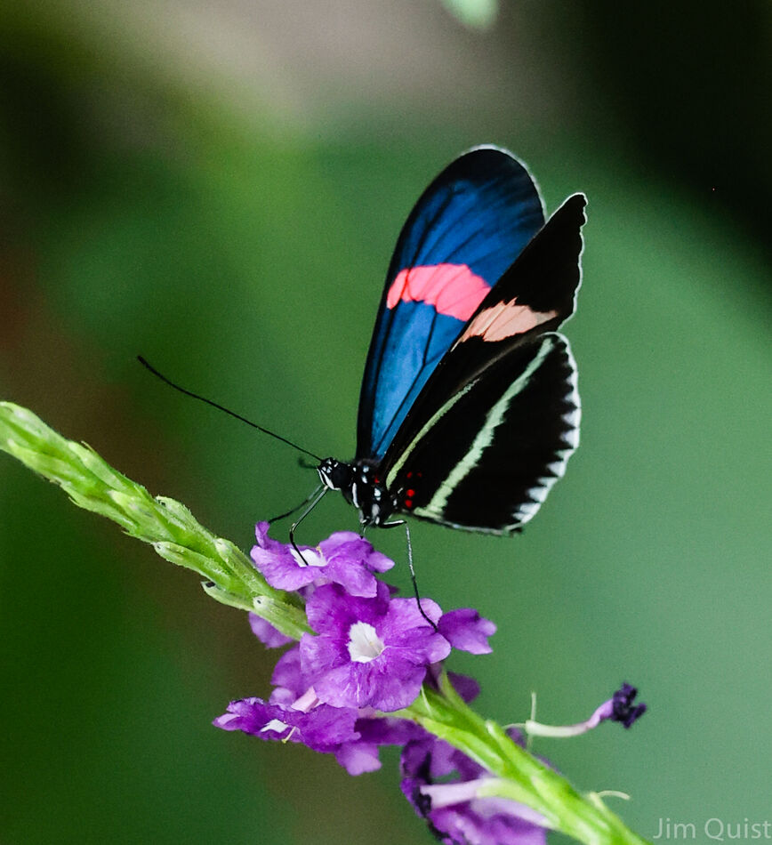 Butterfly Blue and Black wings Sophia M Sachs Butterfly House