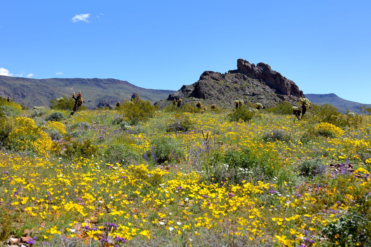 Arizona Desert Bloom Sometimes the desert puts on a colorful show.