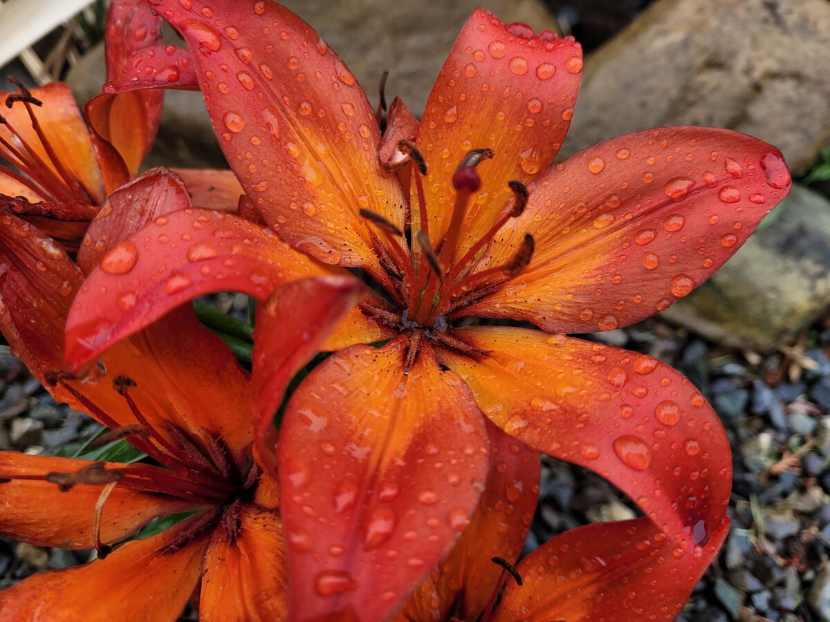 One of two lilies I've recently planted. Taken aft...