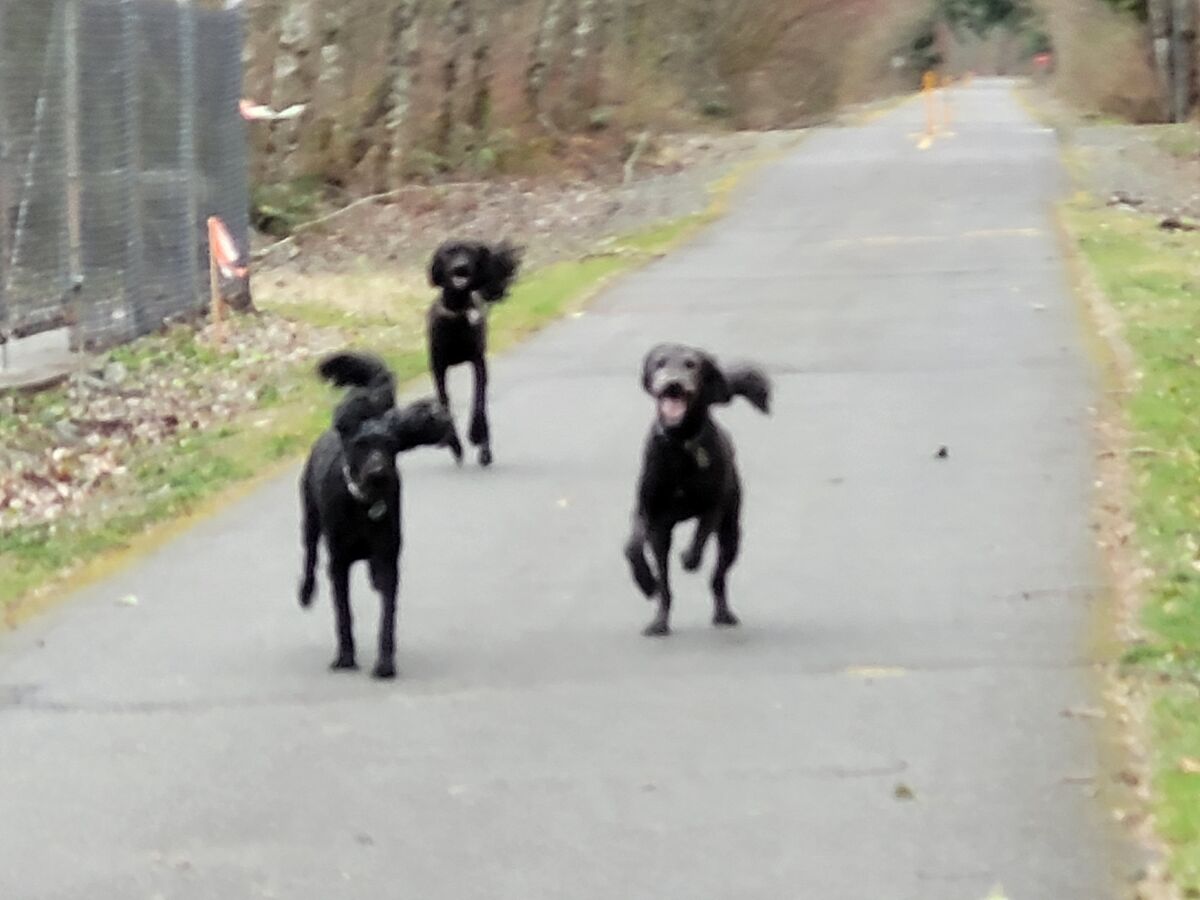 This trio of dogs came running towards me on this ...