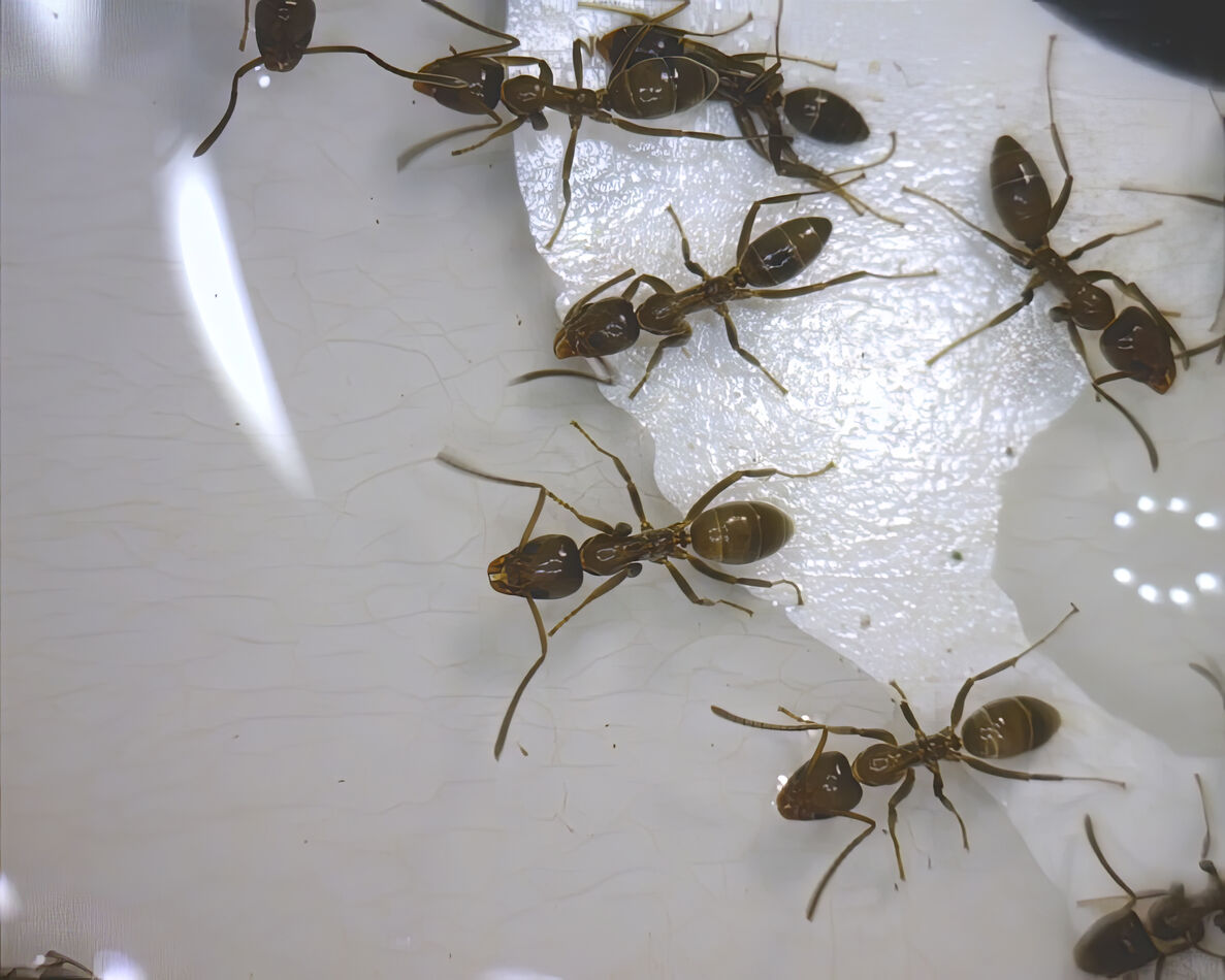 Sample image of some ants partaking of their last ...