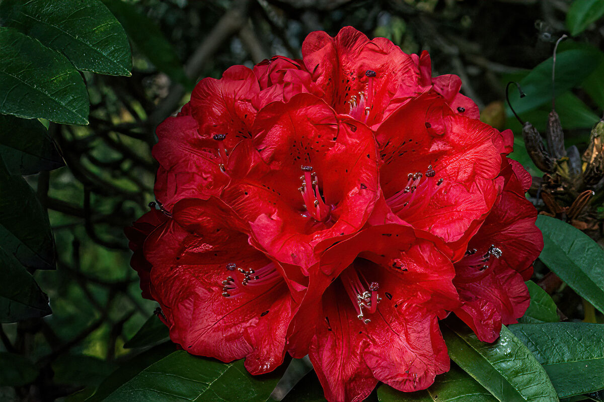 Rhododendron arboreum...