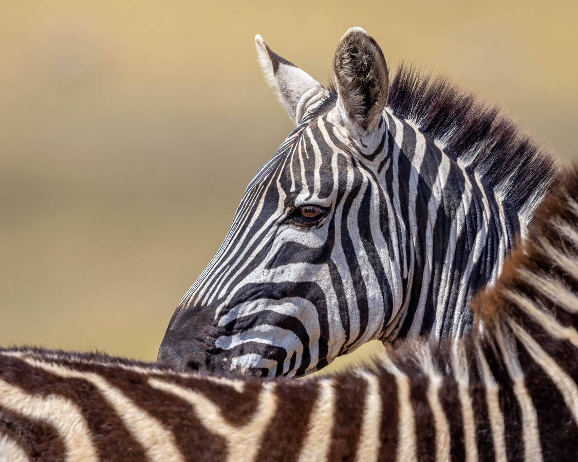 Mom and young one.  The very young zebra are light...