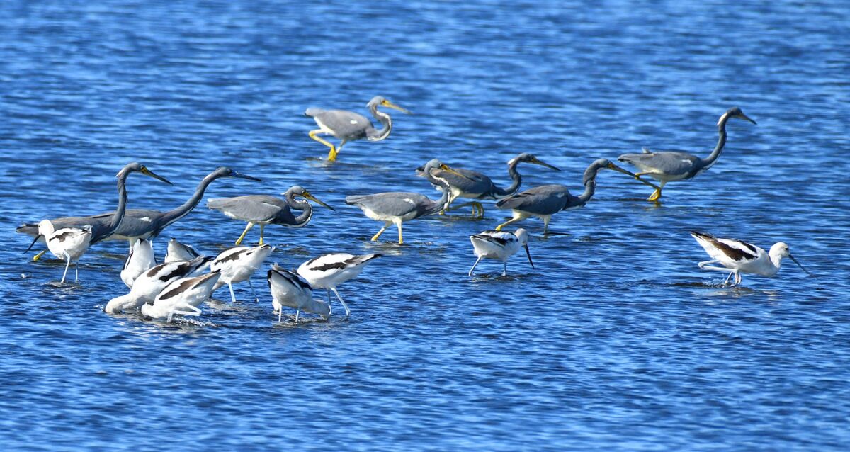 Black Point Wildlife Drive Wood Storks American Avocet Birds on parade