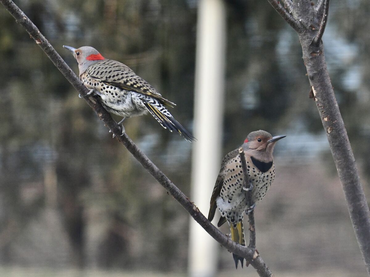 Northern Flicker Females/Could be immature male on...
