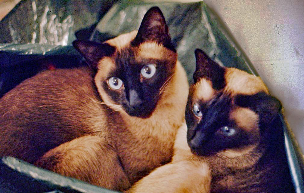 1969  Two Siamese gifted from friends. Male & fema...