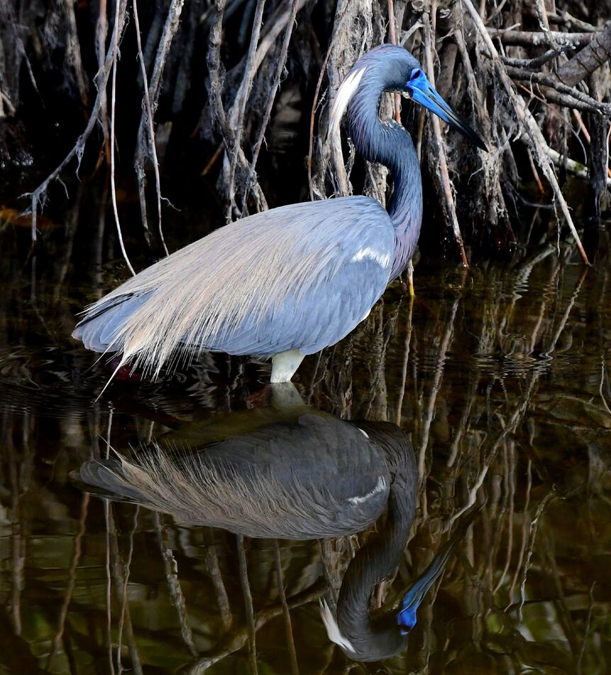 Tri Colored Heron: Black Point Wildlife Drive. This guy is Beautiful!!!