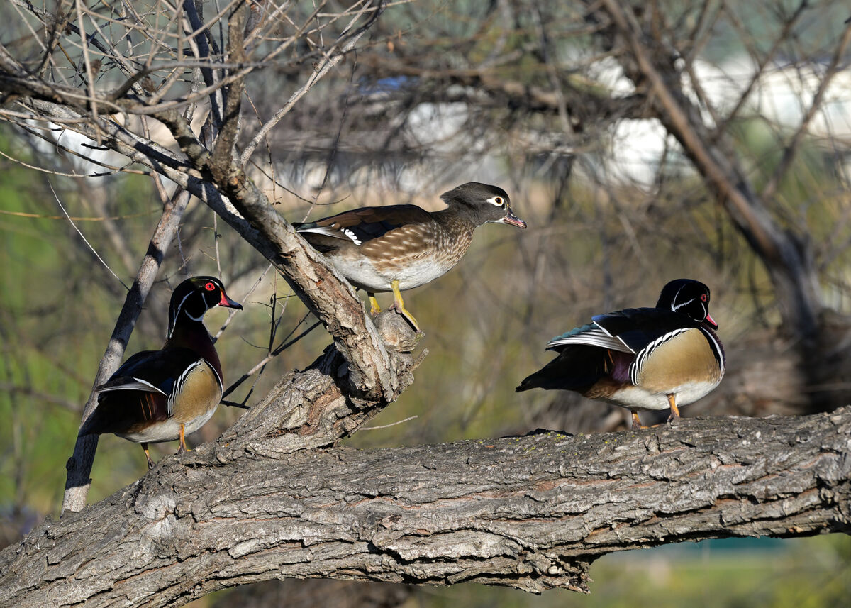 breeding-season-wood-ducks-nest-in-trees-near-water-and-it-s-breeding