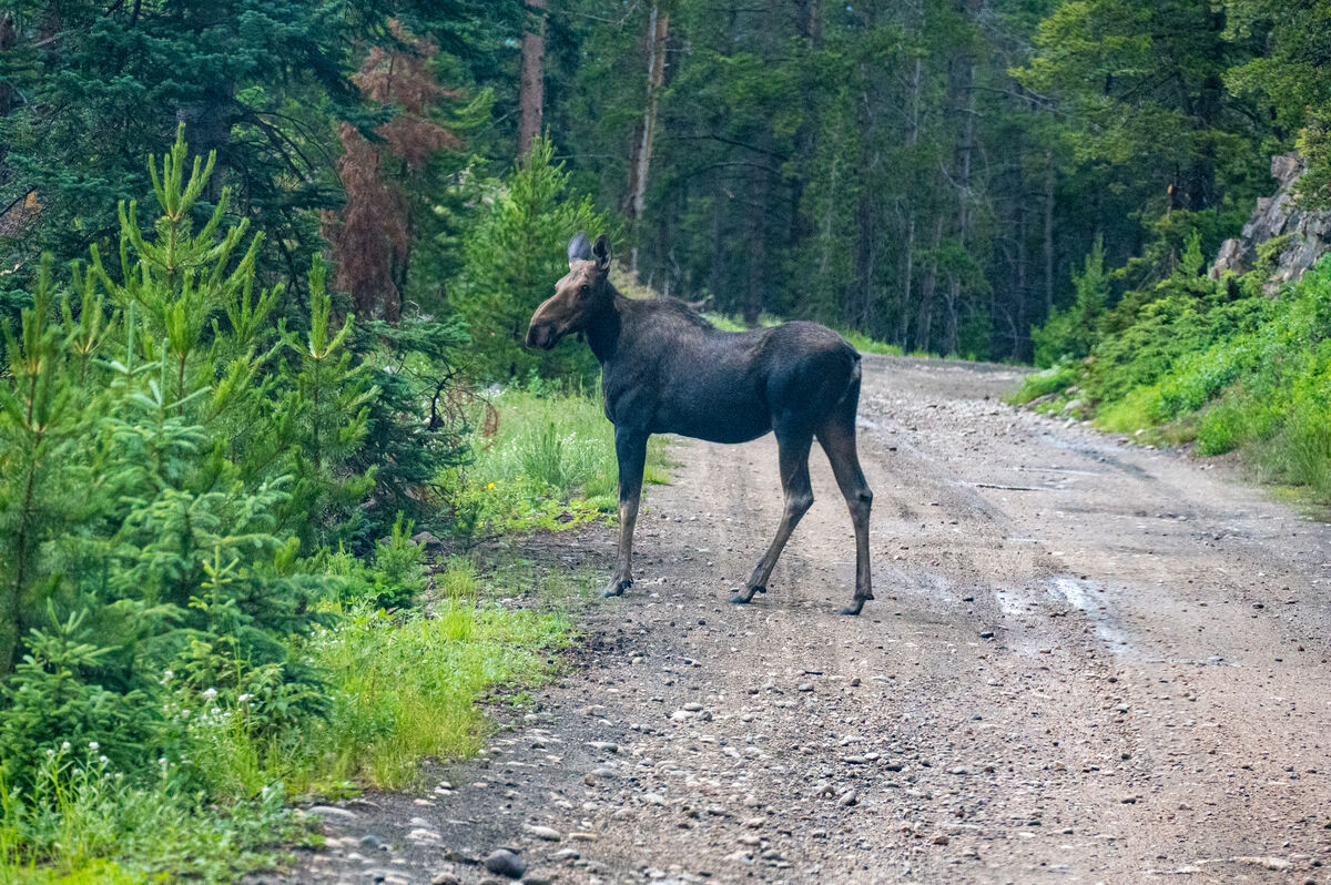 Small moose on good section of auto access road on...