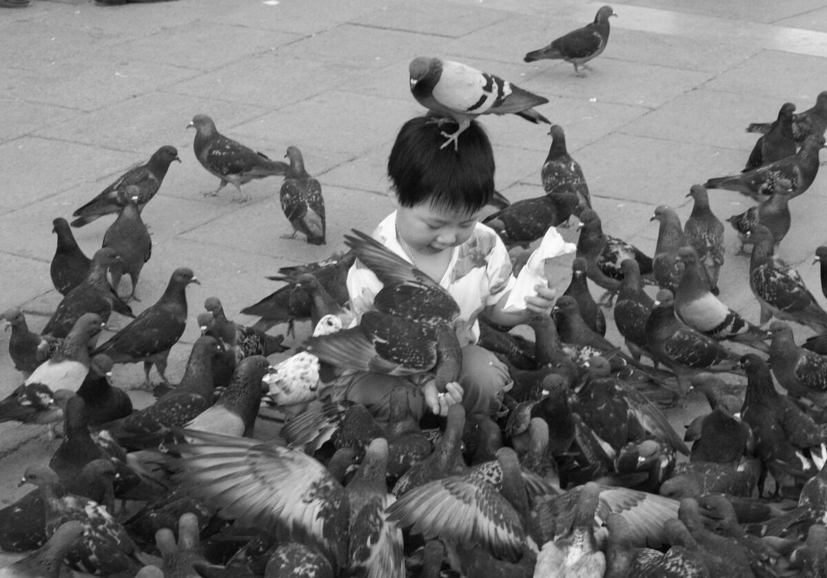 St. Marks Square, Venice, feeding the pigeons. (Or...