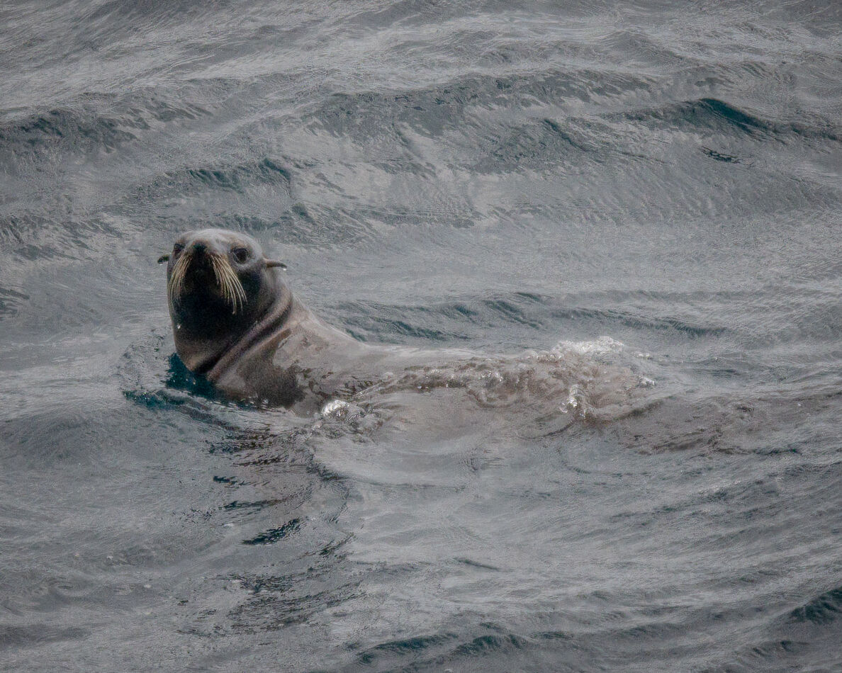 Fur Seal...