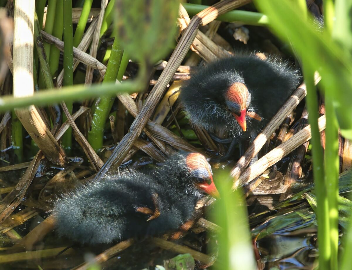 Baby Gallinules trying to hide...