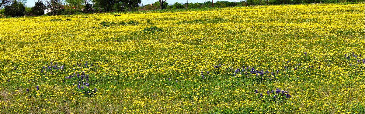 This field of yellow flowers went on for several h...