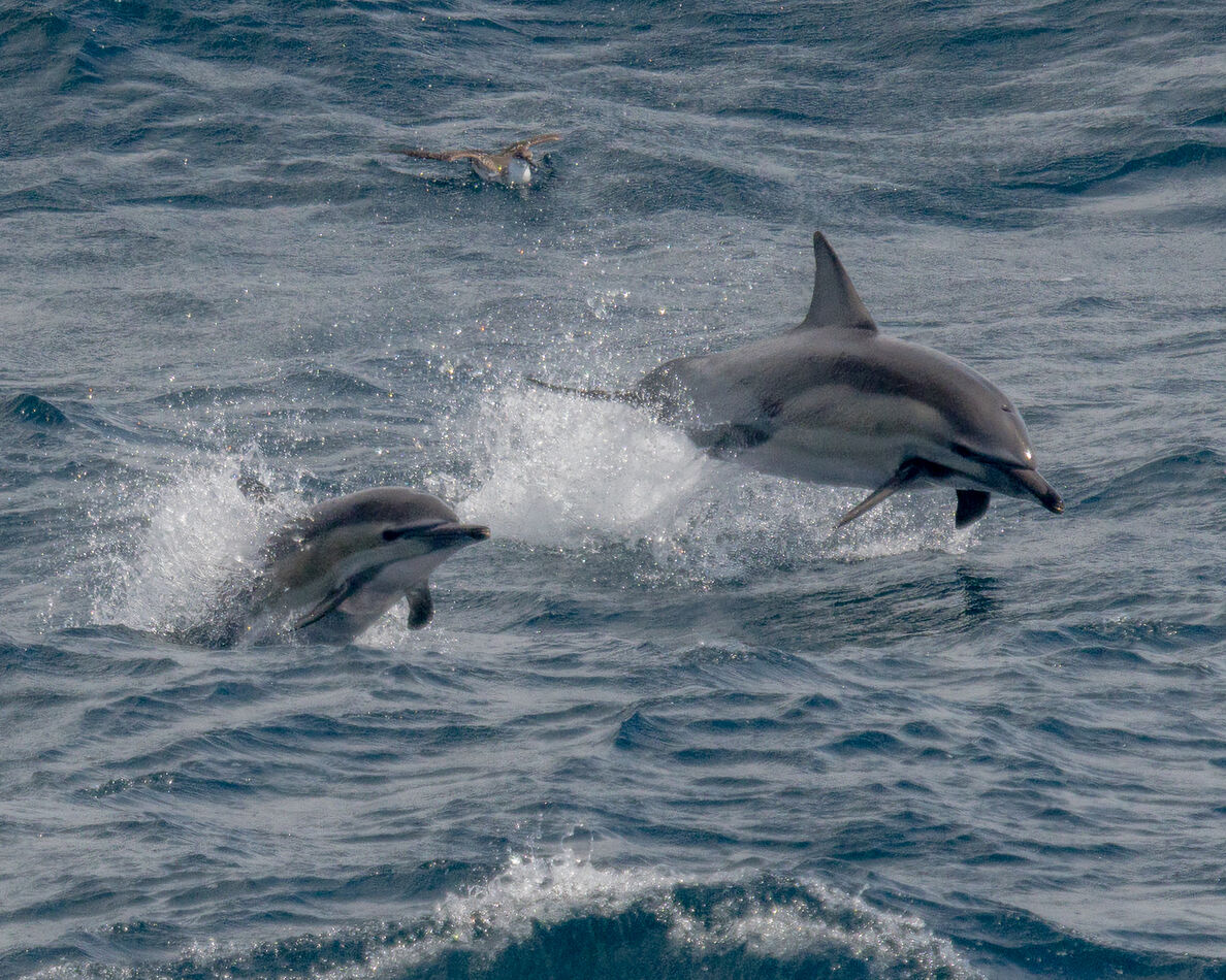 Long-beaked Common Dolphins...