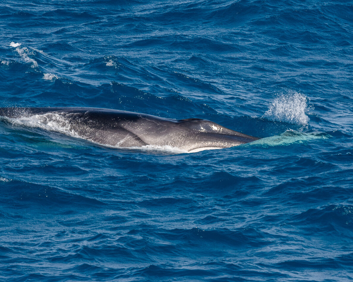 Fin Whale - second largest whale species...