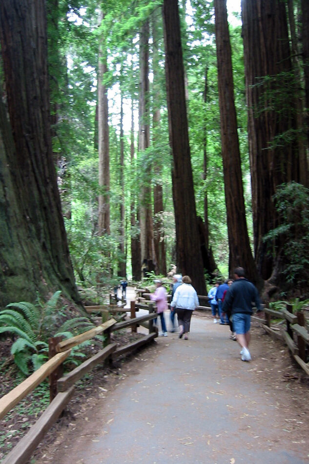 And here is that grove os Redwoods - August 2006 -...