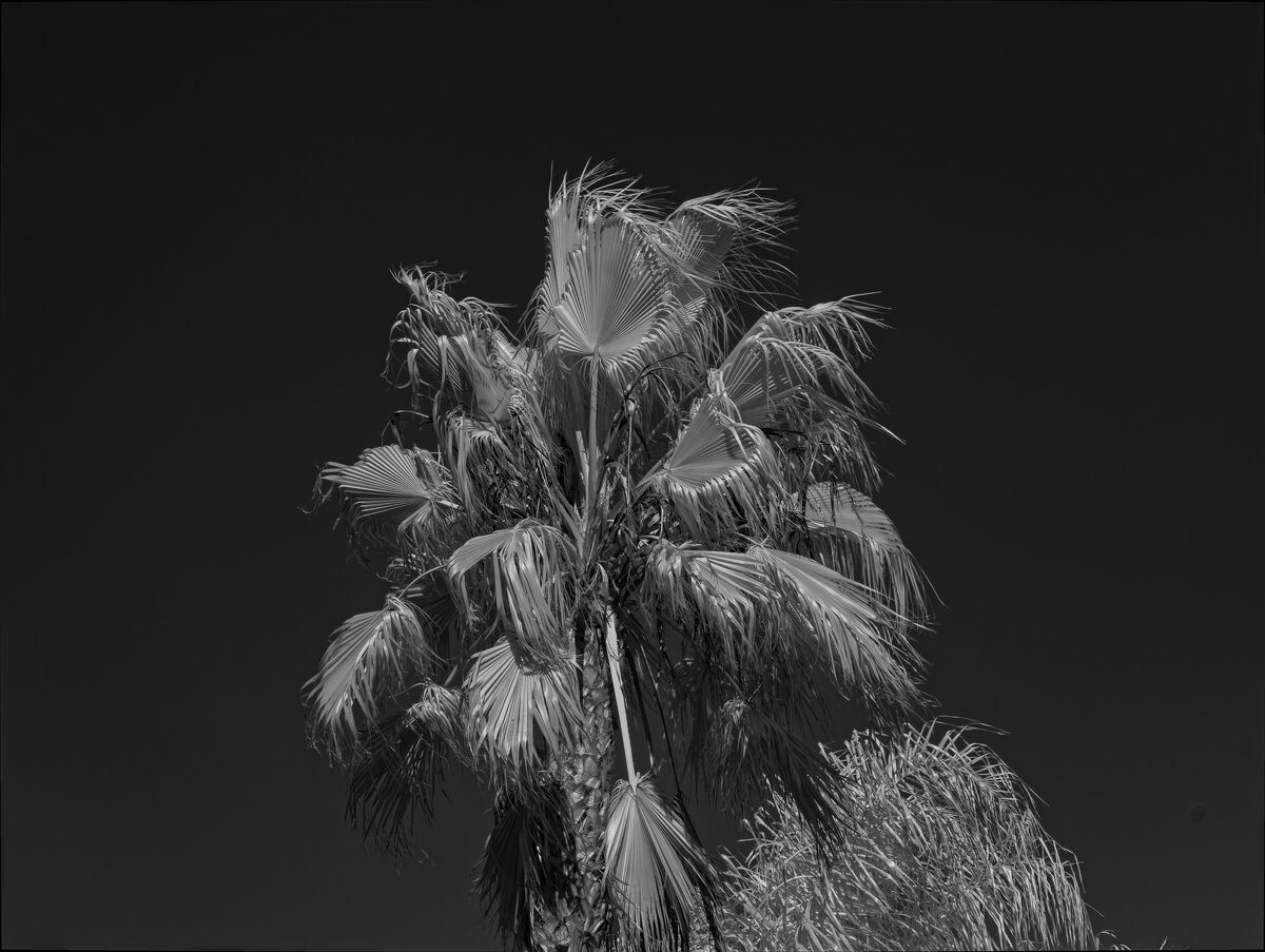 beat-up-looking-palm-tree-after-all-the-winter-rains-we-have-had-a-lot